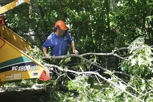tree services Rockland